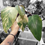 Miniature : Philodendron strawberry shake variegata 