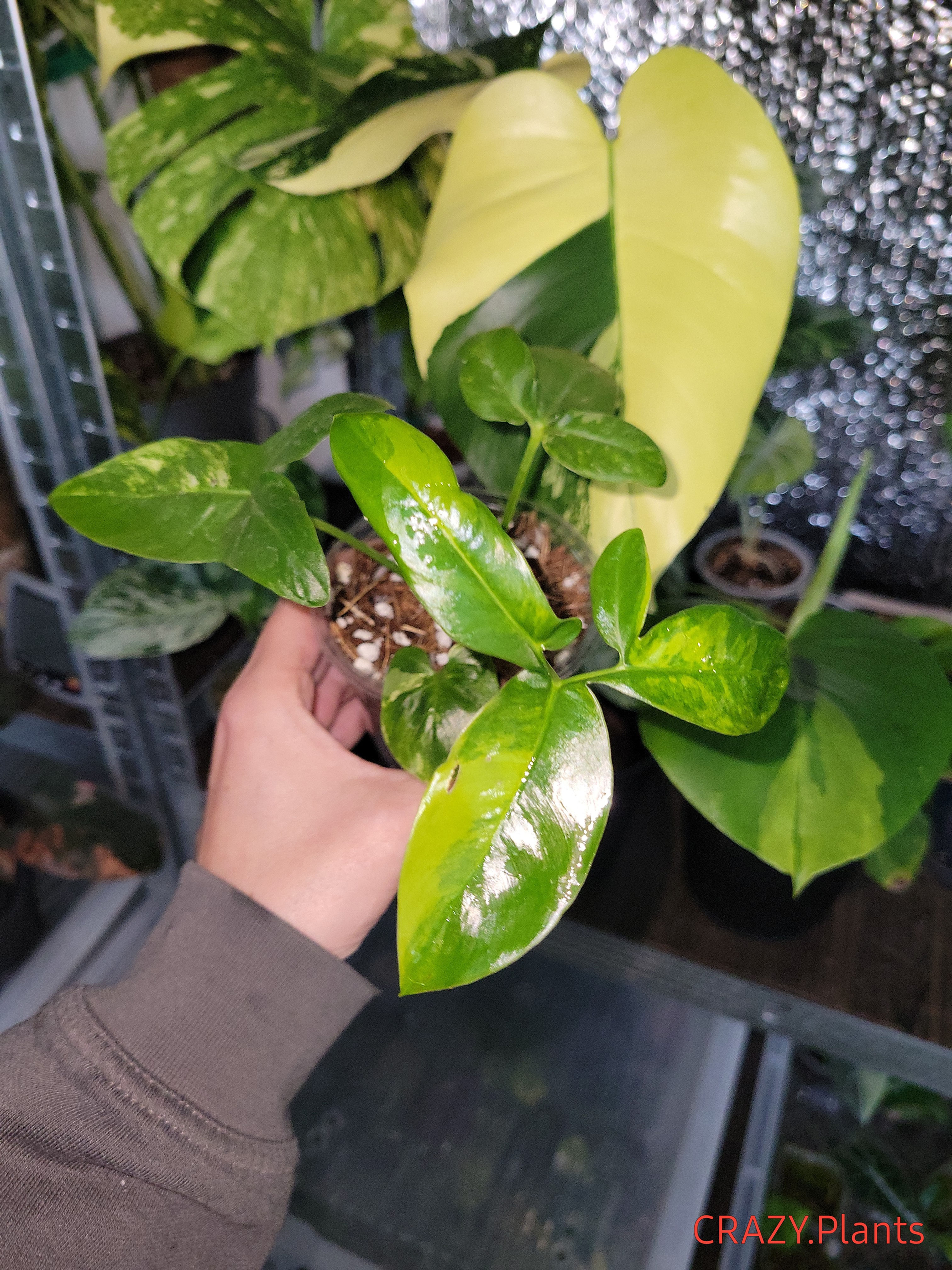 Philodendron Goeldii Variegata 
