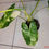 Miniature : Philodendron burle marx variegata 