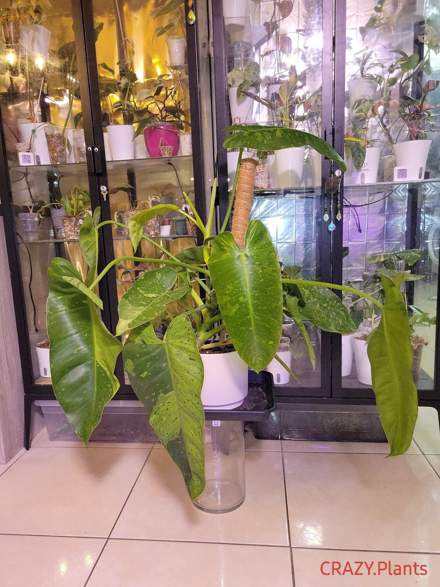 Philodendron José bueno variegata xxl