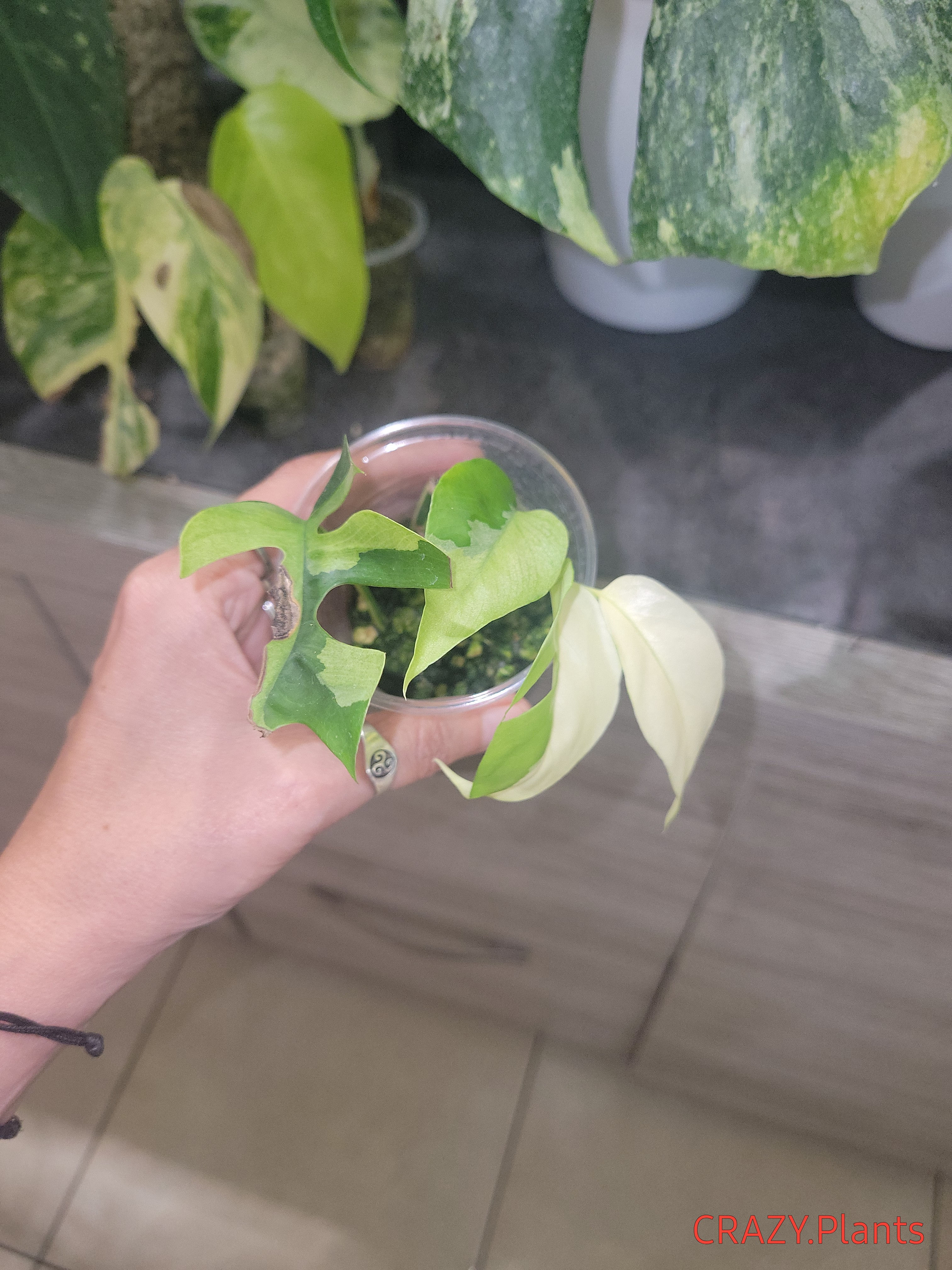 Raphidophora tetrasperma albo/mint