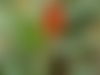 🌿 Plantes & santé : j’ai déjà tout entendu… mais qu’est-ce qui est VRAI ?