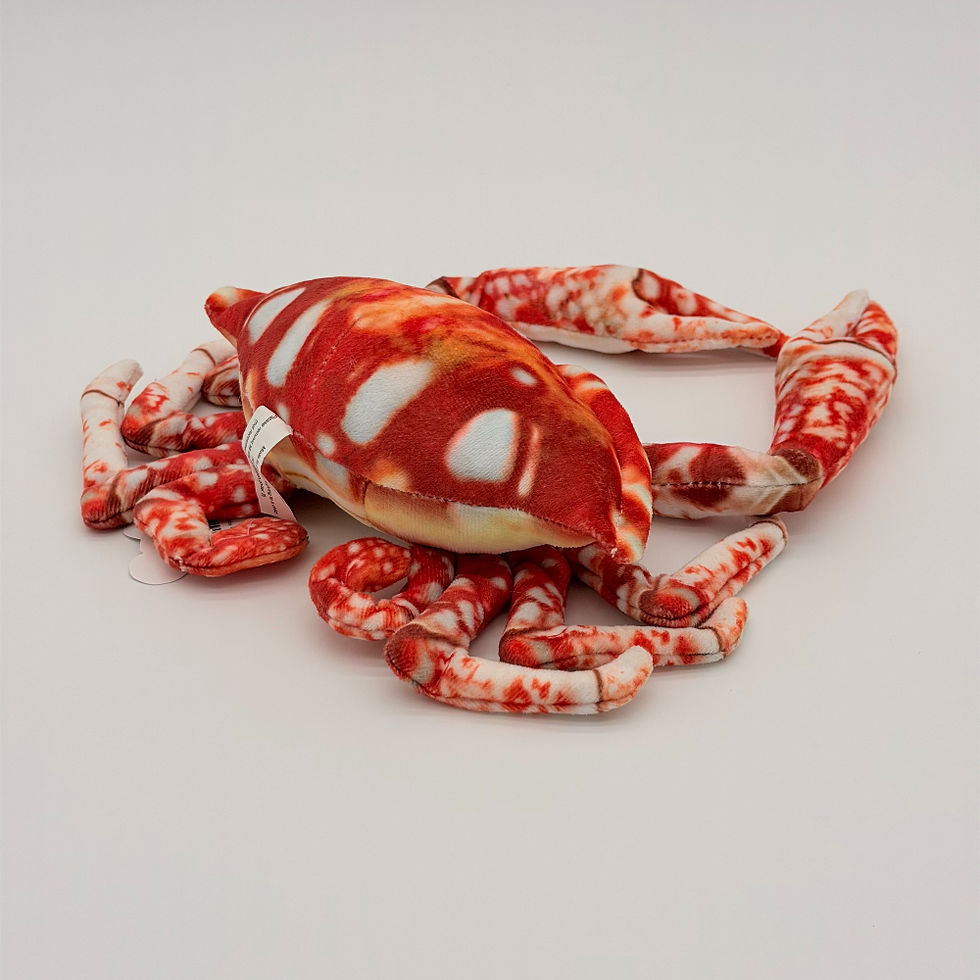 Back view Huggable Toys 20cm Crab plush toy features soft orange, red and white printed fabric, large claws and black eyes