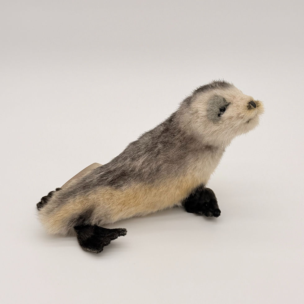 Back view Hansa Australian Fur seal pup with sweet face and well crafted details that capture the appeal of a young fur seal