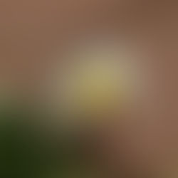 Lied: Die Blume im Garten