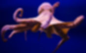 Untitled design_edited.jpg