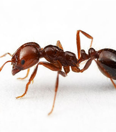 hormiga-Solenopsis_invicta.jpg