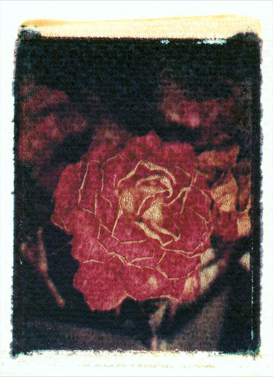 Aged rose
