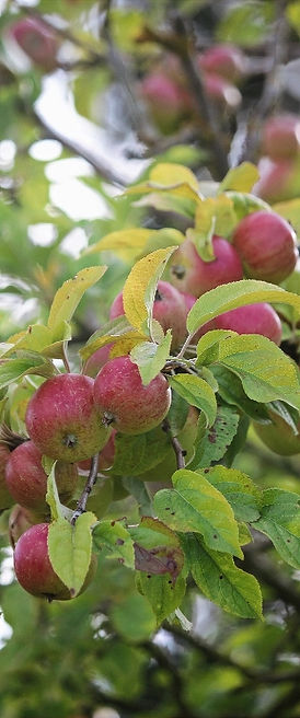 Drovers Hill Farm Apple Pressing Service in Buckinghamshire_edited.jpg