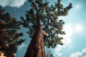 pexels-photo-185421-1-1.jpeg
