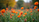 Eye-level view of a well-maintained garden with colorful flowers