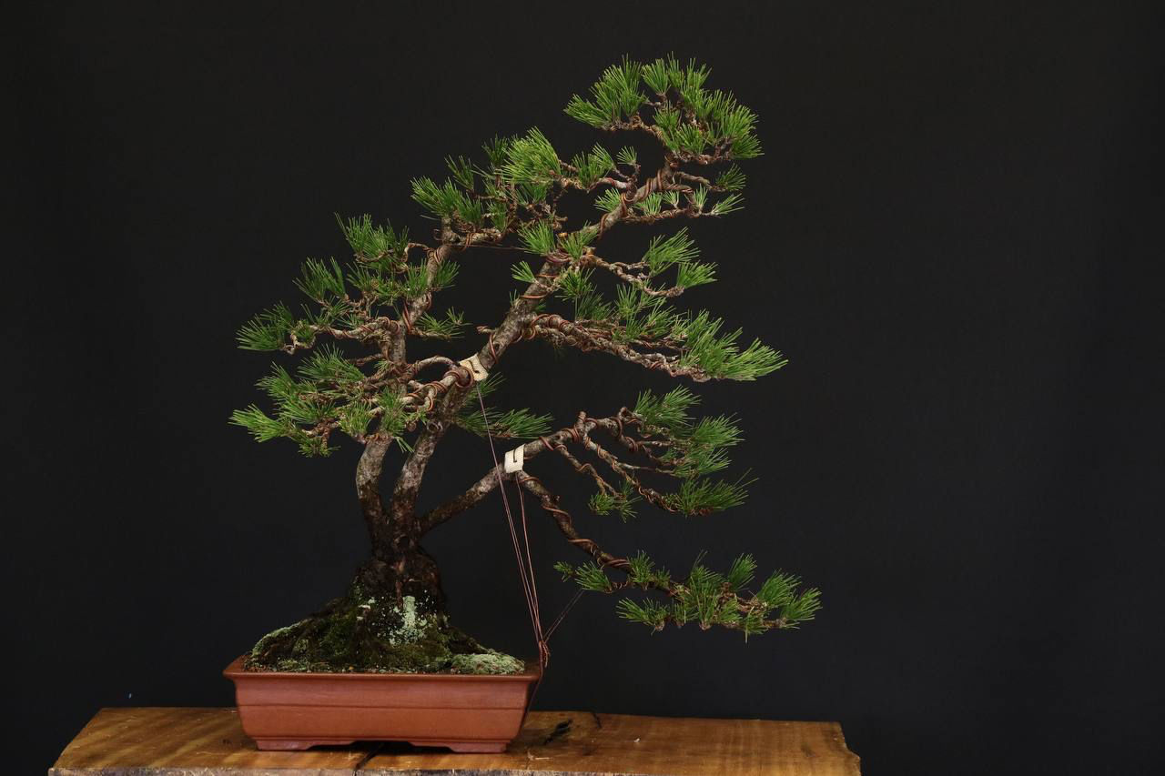 Pinheiro Negro 45 anos