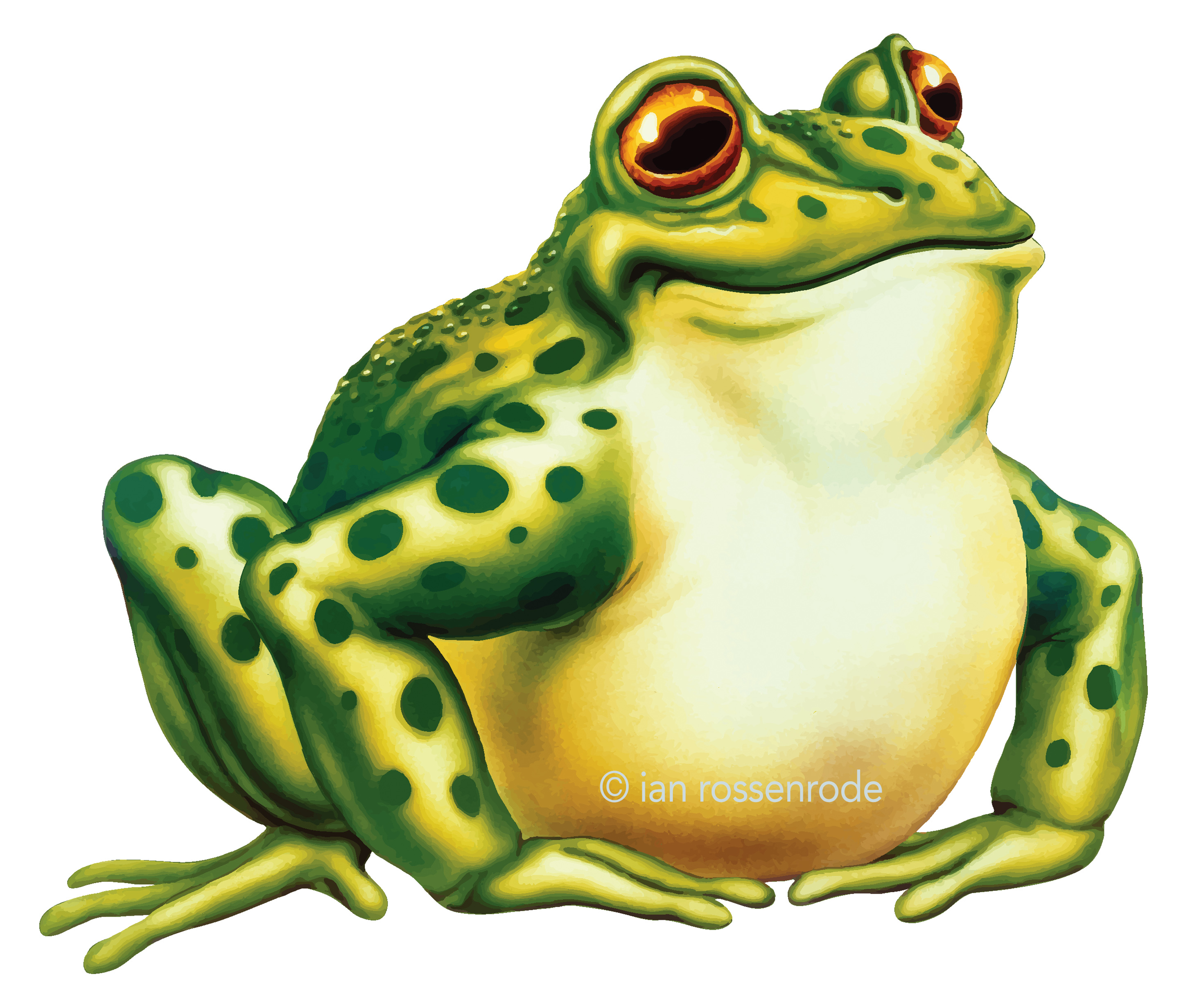 Frog toon vector
