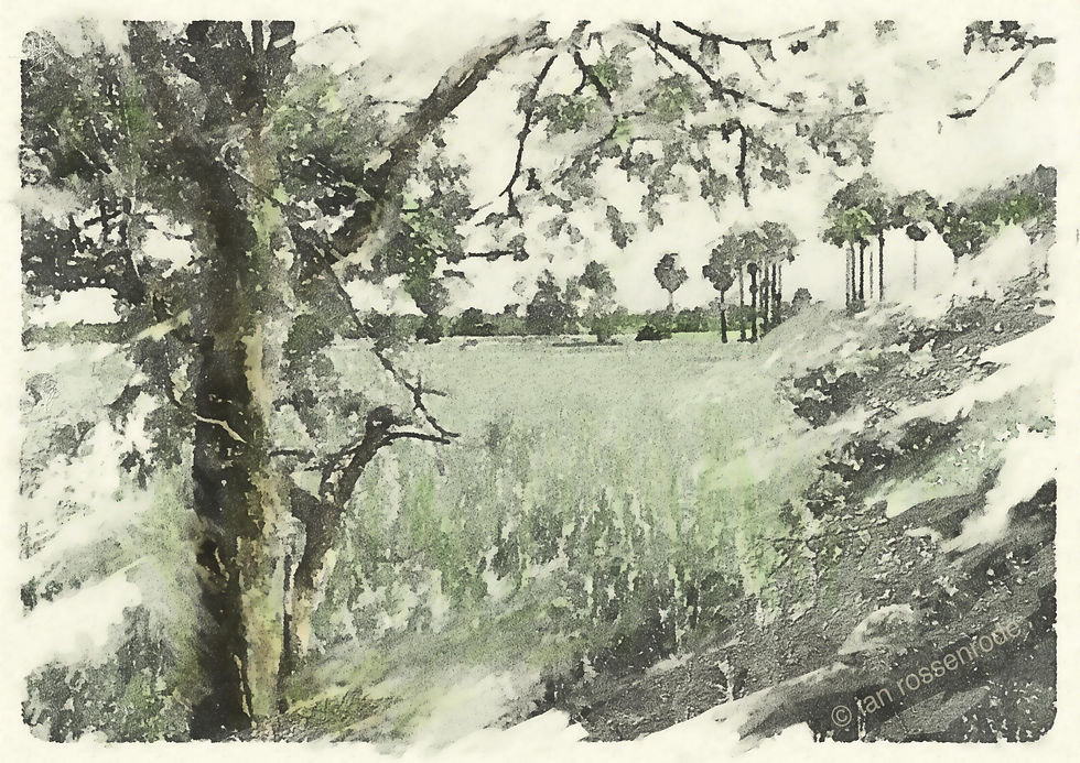 Cambodian paddy field