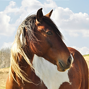 Tarif soin énergétique pour chevaux