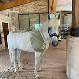 Tarif algothérapie soin complet pour chevaux