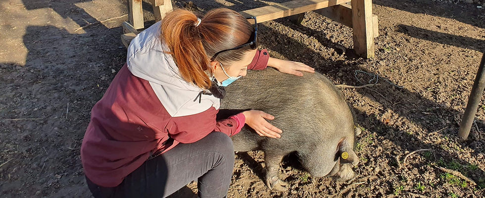Ostéopathie animale porcin