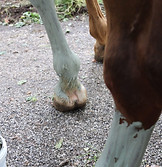 Tarif algothérapie soin des membres pour chevaux