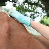 Tarif algothérapie soin du dos pour chevaux
