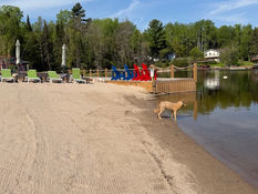 Dog standing on a sandy beach by a lake with a wooden dock