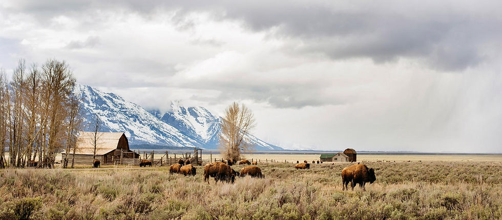 Wyoming Bison