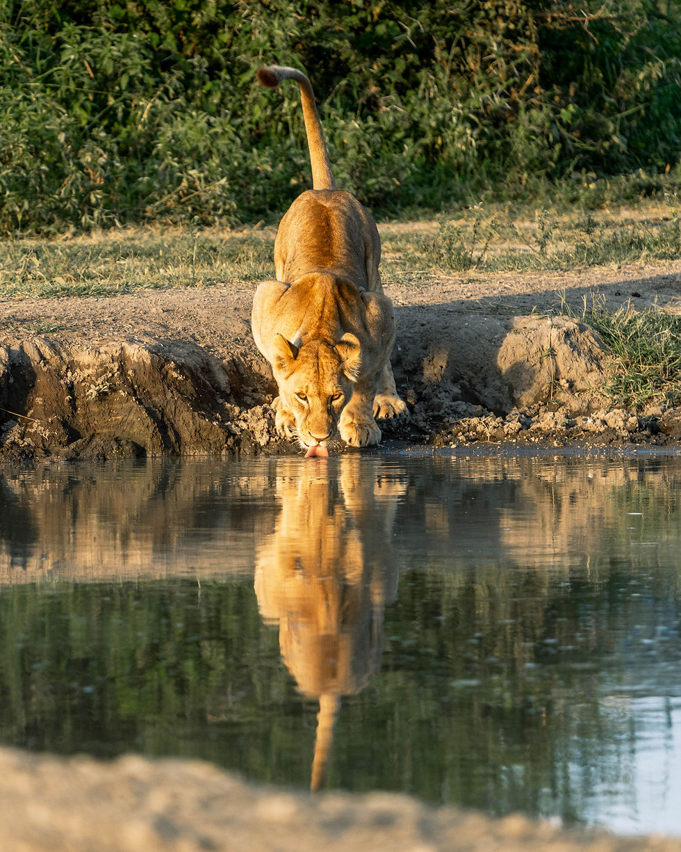 Lioness Hydrating