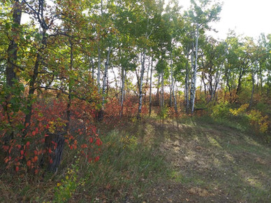 Forest with birch trees and autumn leaves