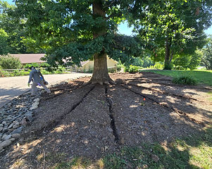 Radial Trenching Root Health