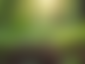 The Ultimate Guide to Planting Trees in Western North Carolina