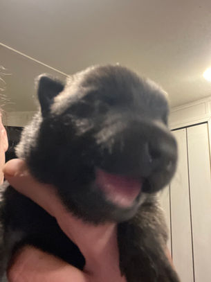 The Importance of Early Puppy Foundation & Obedience Training for FCI Dutch Shepherds