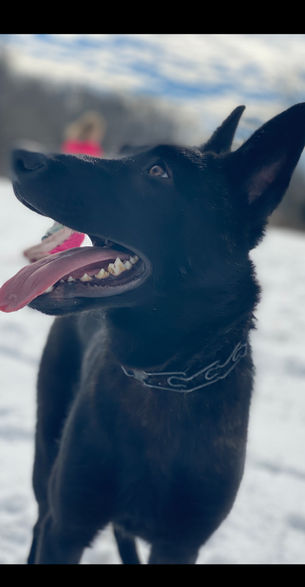 The Trainability of the FCI Dutch Shepherd: A Rare and Exceptional Breed…