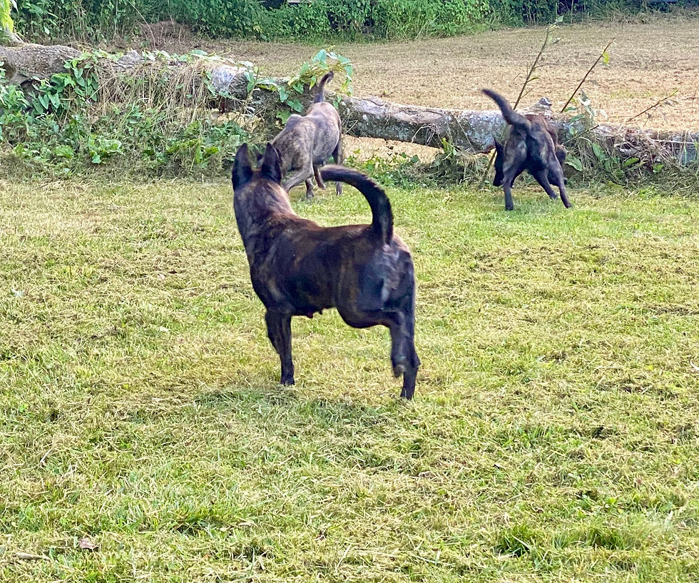 Why the OSS Puppy Process Matters: From Carefully Planned Breeding to the Perfect Match