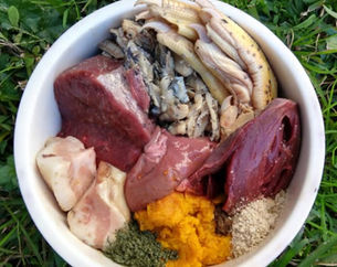 Fueling the Guardian: Raw & Natural Nutrition for Long-Living FCI Dutch Shepherds