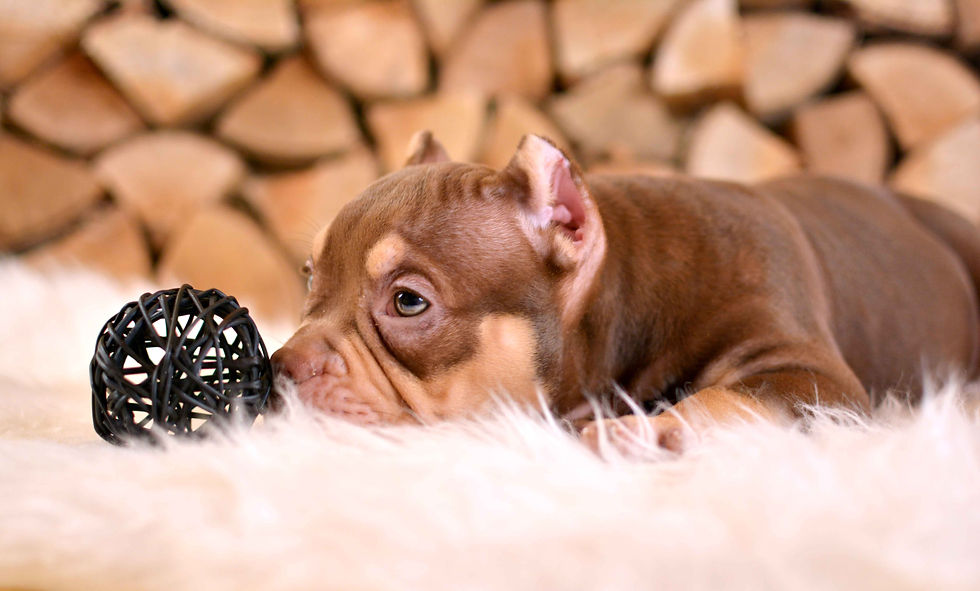 Tarus J female 1  _1