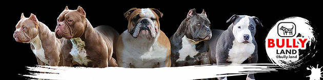 Щенки американского булли, питомник собак, купить щенка булли, Тарус питомник, bully.land