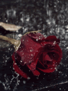 rose3