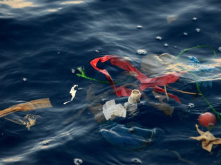 closeup_litter_17.jpeg