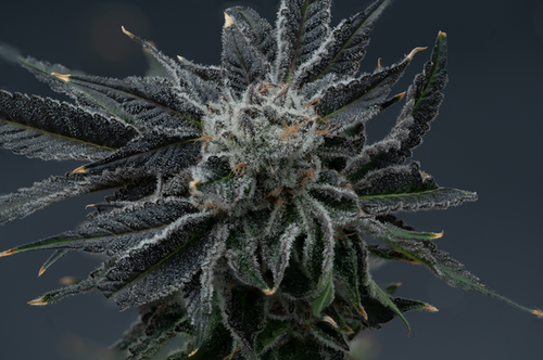Modified Grapes Flower | Grown Rogue Indica Cannabis Strain (GMO x