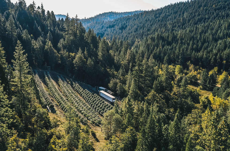 Grown Rogue Drone Trail Harvest