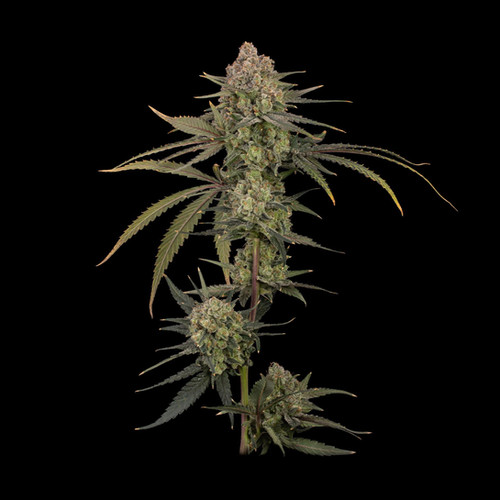 Jack Herer Flower | Grown Rogue Sativa Hybrid Cannabis Strain