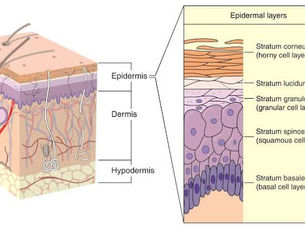 Skin barrier, skin barrier, skin barrier… but what IS it?