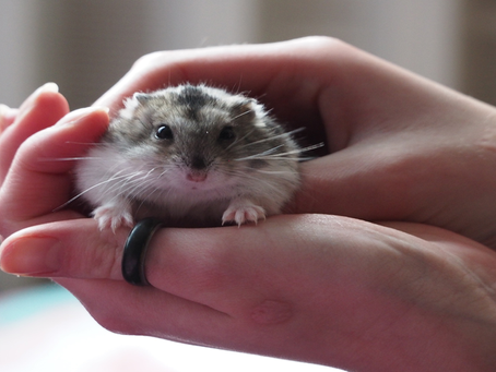 Como Cuida do Seu Hamster ?