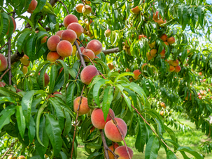 Are You Bearing Fruit?