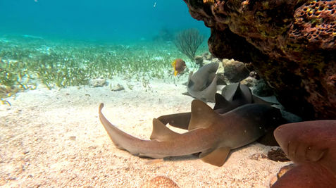 Swimming with the nurse sharks