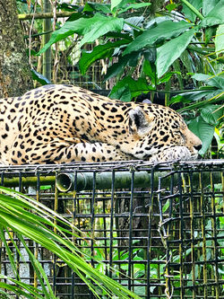 Sleeping Jaguar at Belize zoo