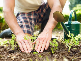 Learning About Investing Through Gardening