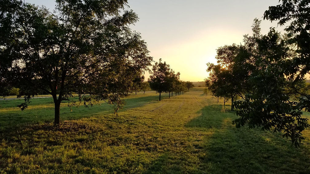 Pecan Orchard