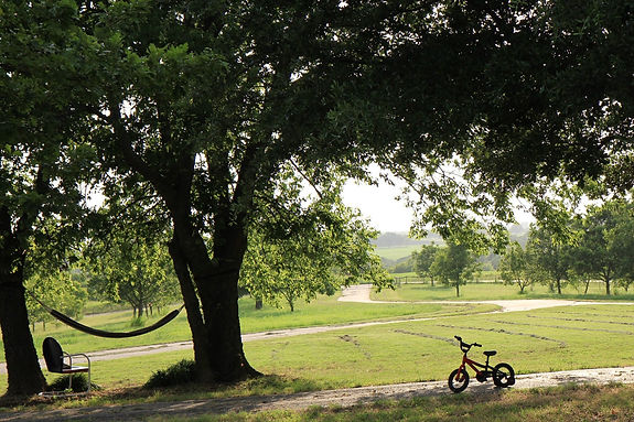 orchard backround.jpg