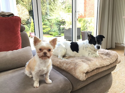 Wohnen mit Hund im Hotel Wegner - the culinary art hotel