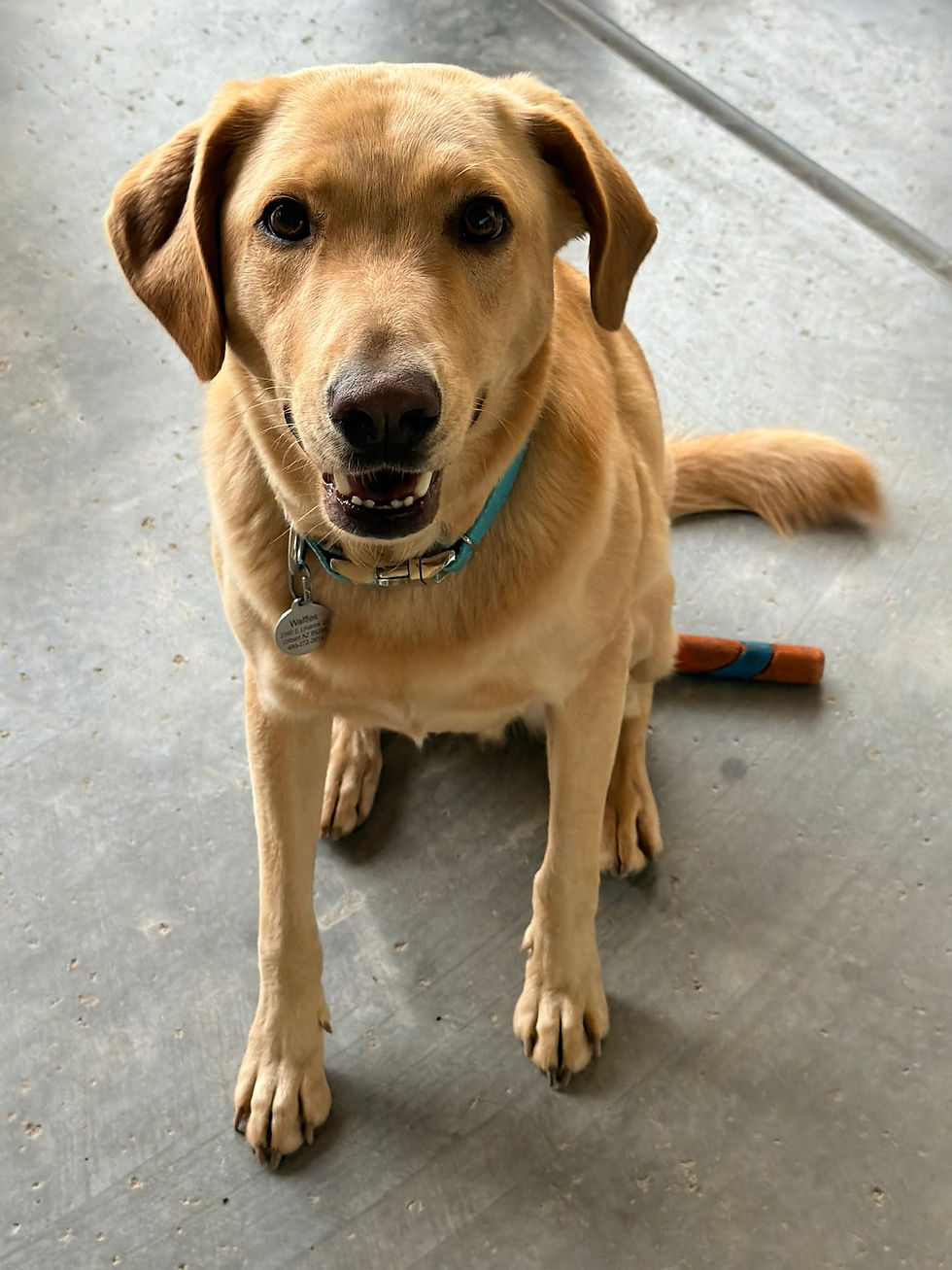 Waffles, a golden Labrador Retriever mix whose spiritual connection with Molly demonstrates how animal souls reincarnate and reunite with us across lifetimes.